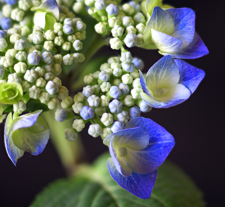 hortensia