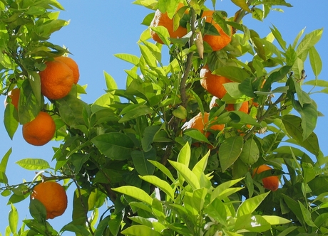 Appeltjes van oranje.