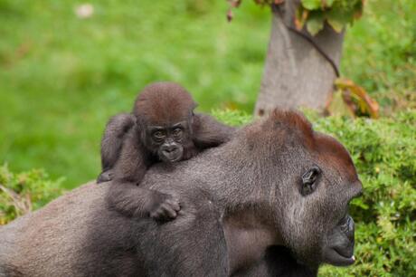 Gorillamoeder met baby