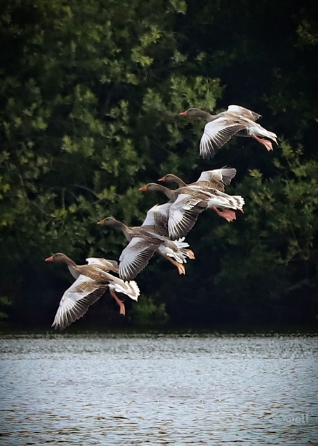 Ingezette landing