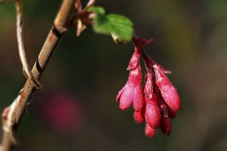 RIBES