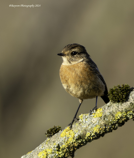 roodborsttapuit (vrouwelijk)
