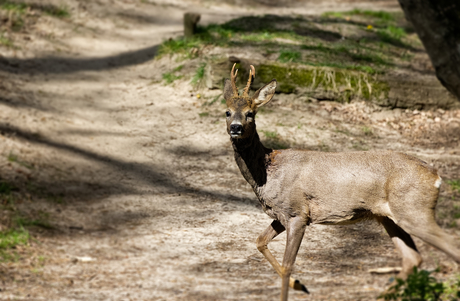 Het zal maar op je pad komen ...