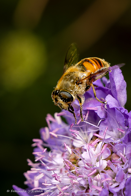 Beestjes in de tuin