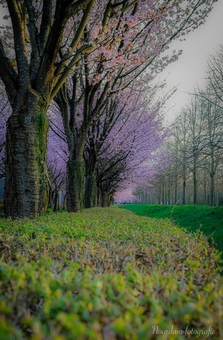 Prunus in de bloesem