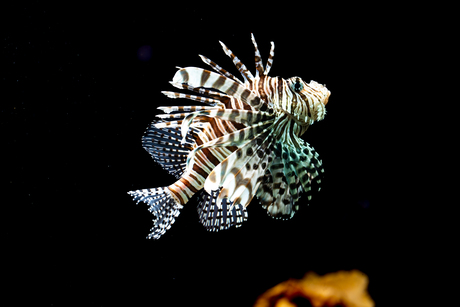 Ouwehands dierenpark