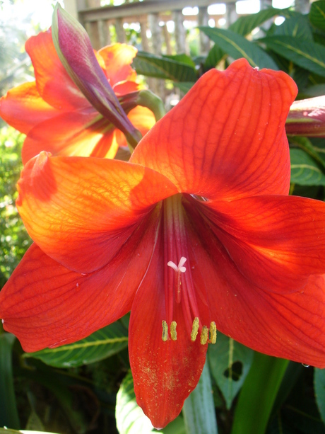 Rode amaryllis, Bali 2010