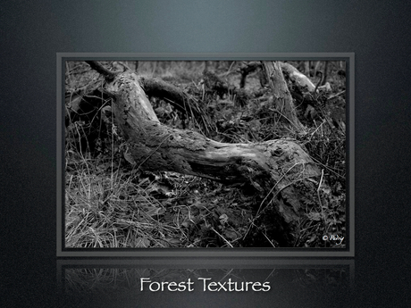 Forest Textures part4