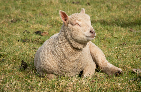 Relaxed in de zon