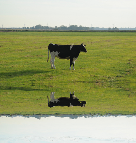 koe aan het water