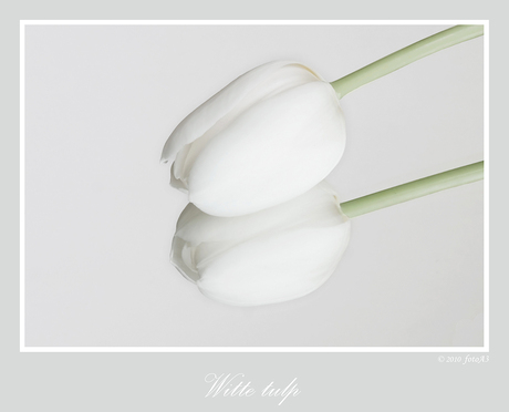 Witte tulp