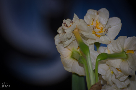 Narcissen anders bekeken