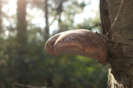 Paddestoel op boom