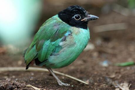 Mooi vogeltje in Blijdorp