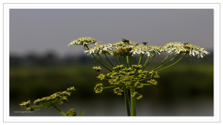 Polder