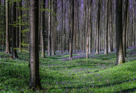 Hallerbos