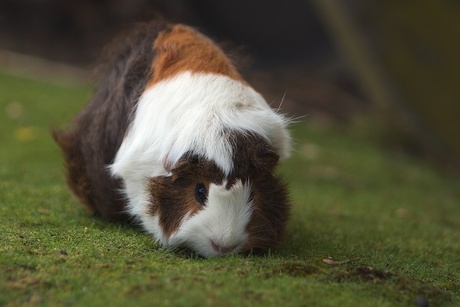 Cavia