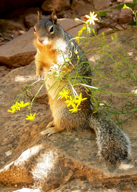 squirrel