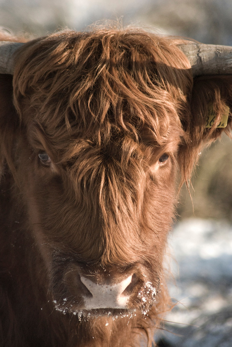 Schotse Hooglander