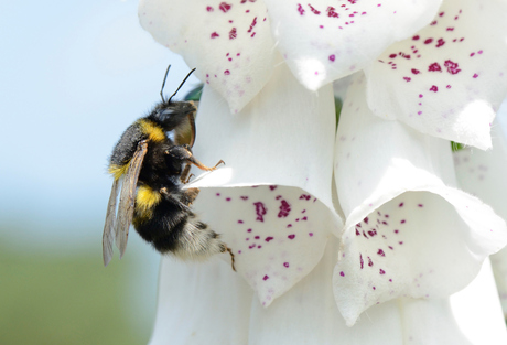 bij en bloem