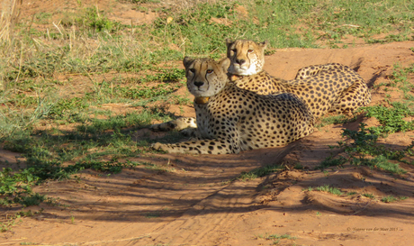 Cheetah broertjes...