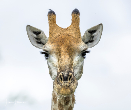 Heb je het tegen mij? Giraffe