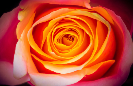 colourful rose