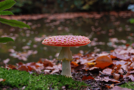 Rood met witte stippen