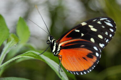 Oranje Vlinder