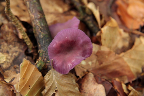paarse paddenstoel