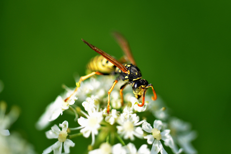 Wasps Fighting III