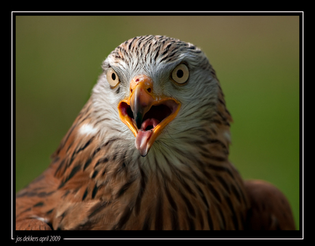 portret rode wauw