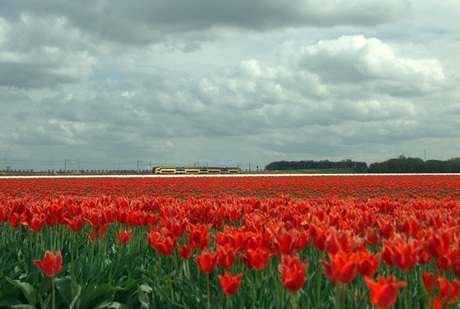 rode bloemen met trein