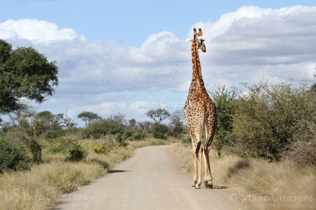 Giraf in Zuid-Afrika Krugerpark