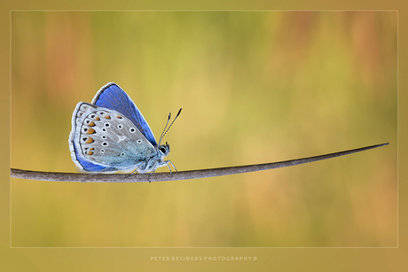 Icarus Blauw...