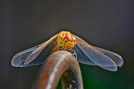 Steenrode heidelibel