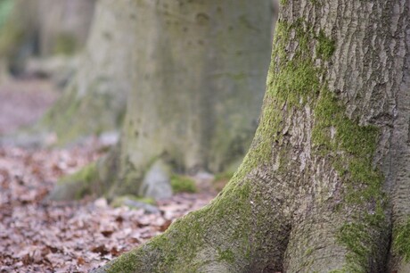 bomen