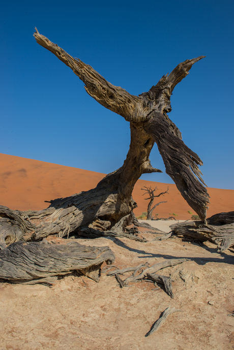 Deadvlei 2