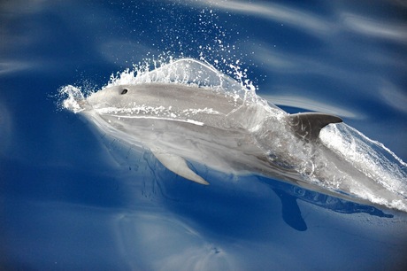Dolfijn in Funchal ( Madeira )