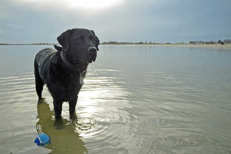 Labrador in het Water