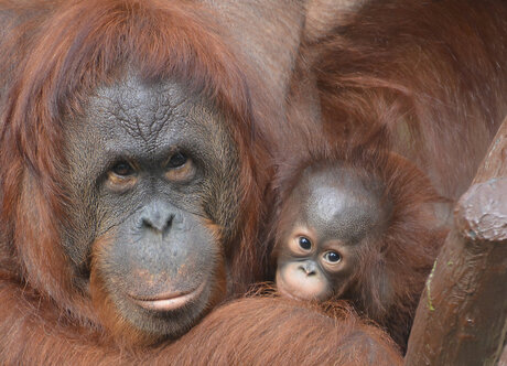 Lea met haar jong.