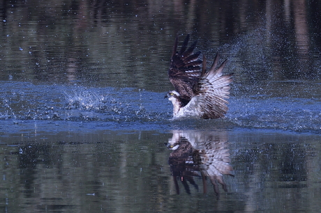 diving for fisch