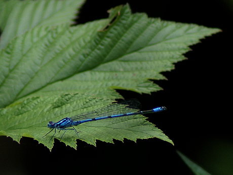 blauwe libelle