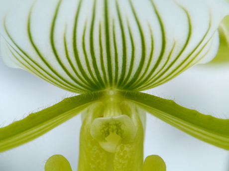 Macro van groen-witte orchidee