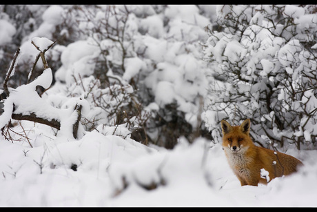 Vos in een sneeuwlandschap