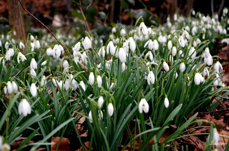 Sneeuwklokjes