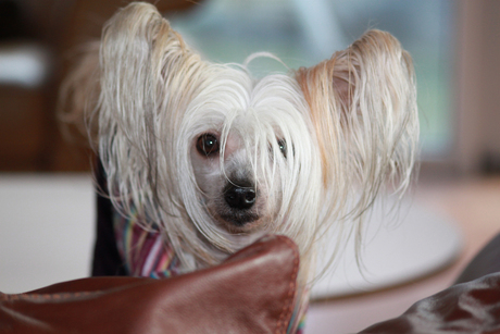 Chinese Crested