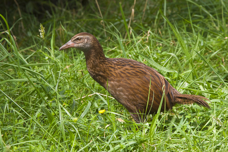 Weka