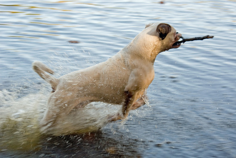 Splinter in galop