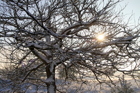 Zon door de bomen